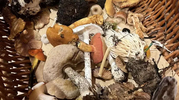 wild mushroom 